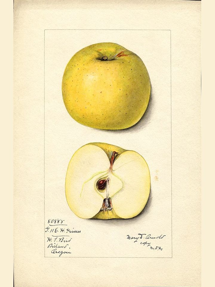 Watercolour of a yellow apple beside a cut half