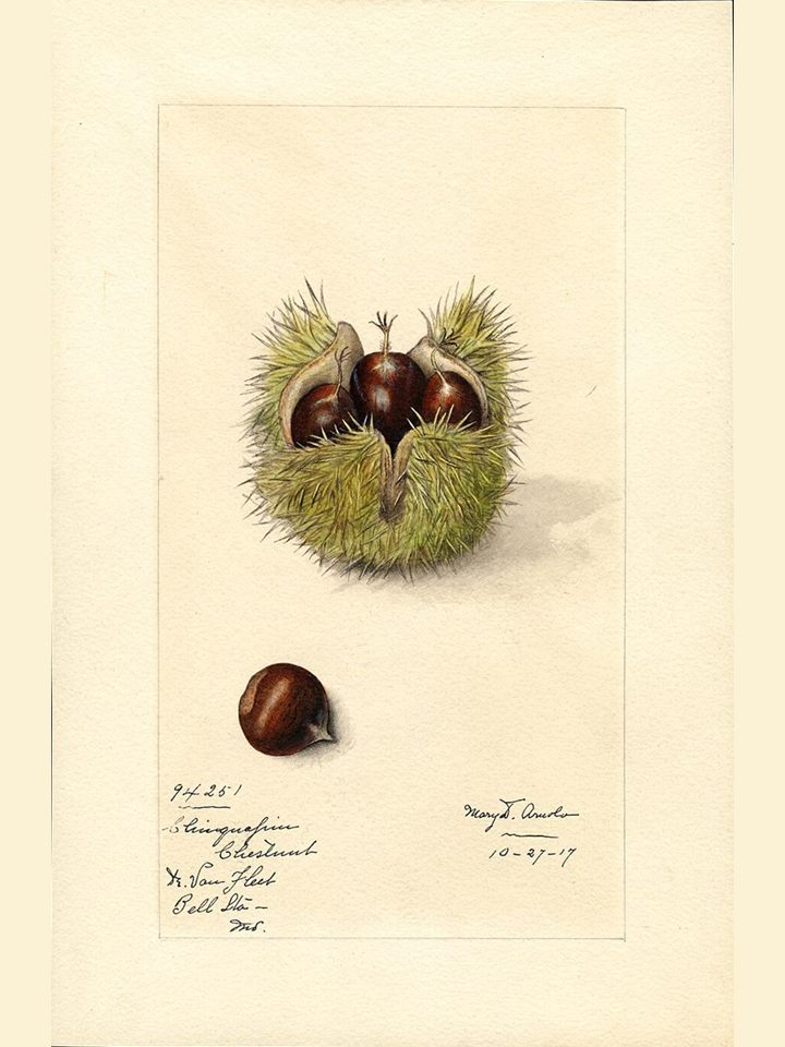 Watercolour of a chestnut burr splitting open around three nuts