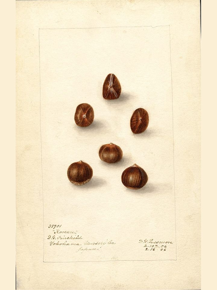 Watercolour study of six hazelnuts