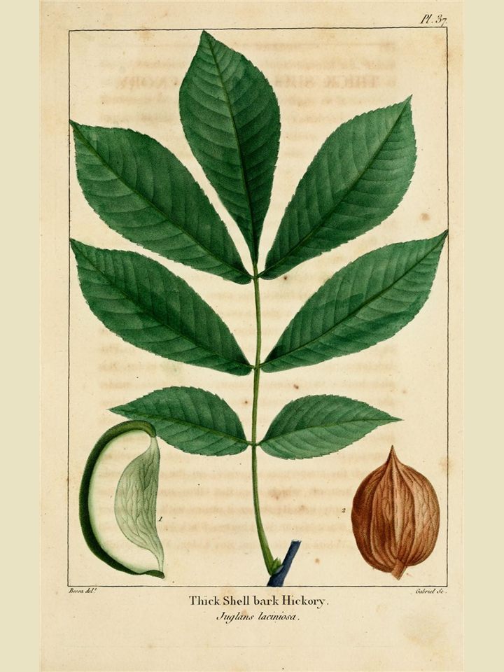 Botanical plate of thick shellbark hickory leaves and nut