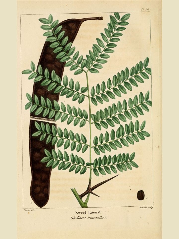 Botanical plate of honey locust foliage with a long seed pod