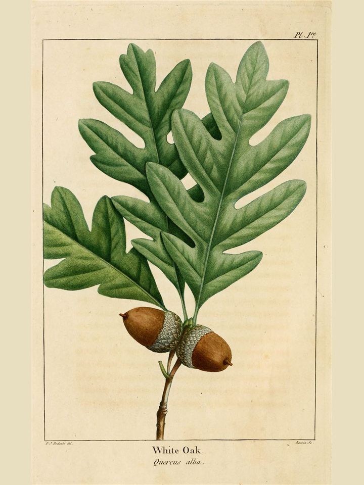 Botanical plate of white oak leaves and acorns
