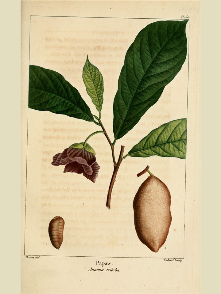Botanical plate of pawpaw showing leaves, flower and fruit