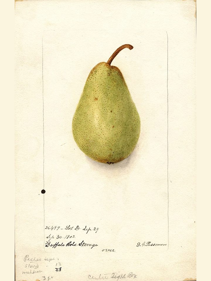 Watercolour of a yellow pear beside a cut half