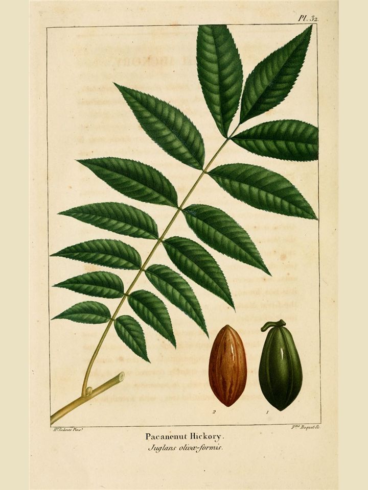 Botanical plate of pecan foliage with shelled and unshelled nuts