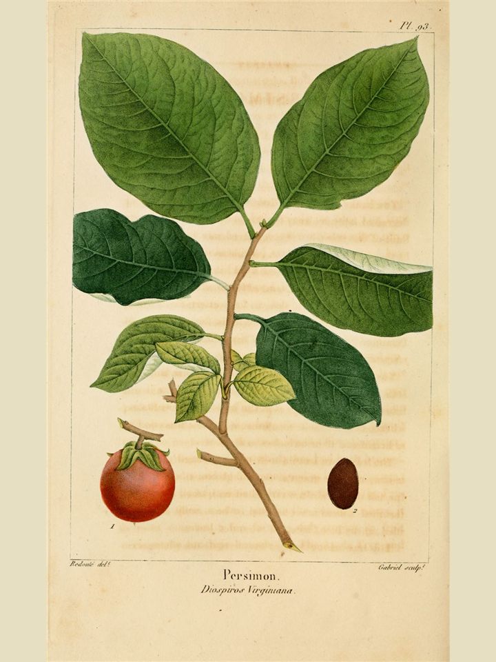 Botanical plate of American persimmon with ripe orange fruit